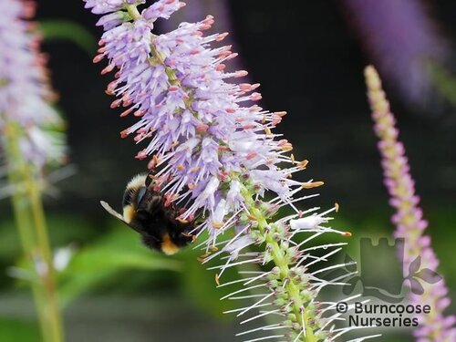 VERONICASTRUM   